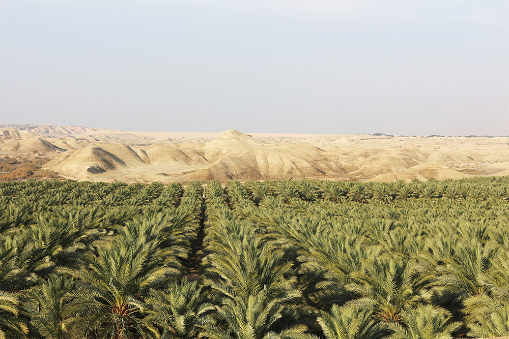 finca de dátiles medjool en jordania